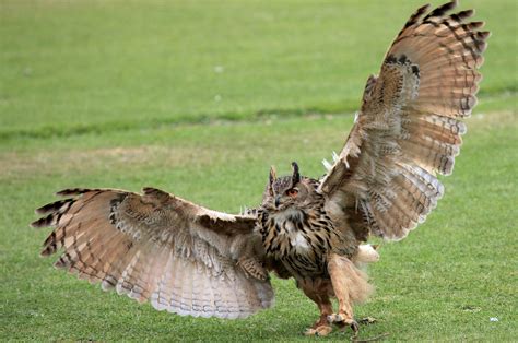 Great horned owl Picture - Image Abyss