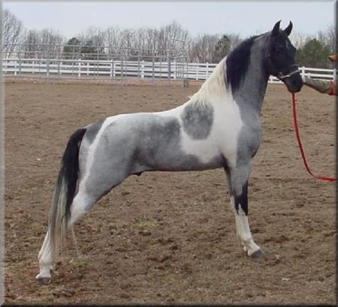 Blue Roan Homozygous Tobiano Tennessee Walking Horse | Horses, Rare ...