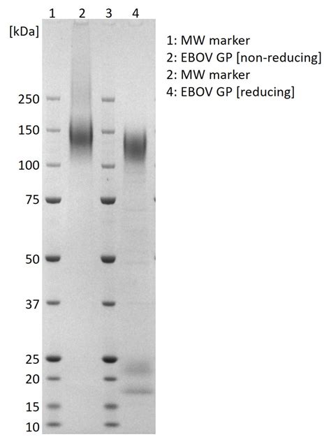 Ebola Env GP (Zaire, Boende-Lokolia) - The Native Antigen Company