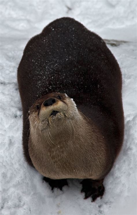 An otter is a semi aquatic mammal that primarily feeds upon fish and other aquatic shellfish ...