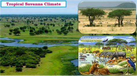 Savanna Climate (Tropical Wet Dry Climate) - PMF IAS