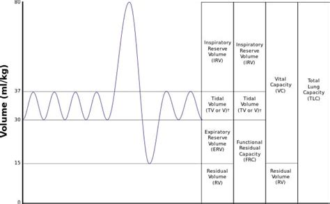 Vital Capacity - Definition and Formula | Biology Dictionary