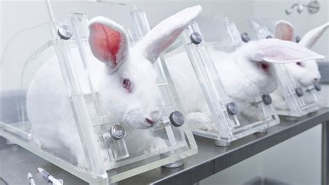 Vern Buchanan seeks ban on animal testing for cosmetics