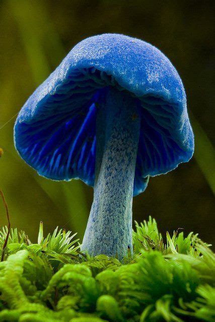 Blue mushroom also known as Entoloma hochstetteri is a species of ...