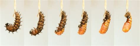 Oregon Zoo's time-lapse photos show weirdly wonderful caterpillar-to-chrysalis transformation ...