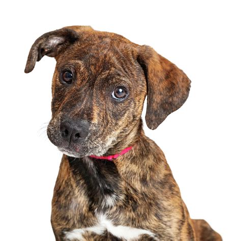 Portrait Cute Brindle Terrier Puppy Dog Photograph by Good Focused - Pixels