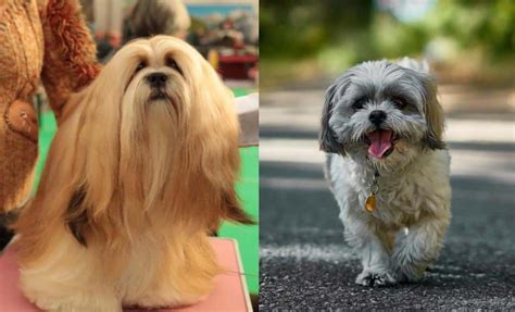 Lhasa Apso vs. Shih Tzu: What's the Difference? | The Dog People by ...