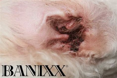 Dog Ear Infections: Causes Symptoms & How To Treat | Banixx