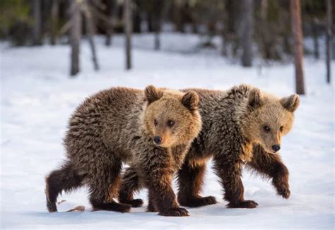 She Bear Cub Snow Bear Cub Standing His Hind Legs Stock Photo by ...