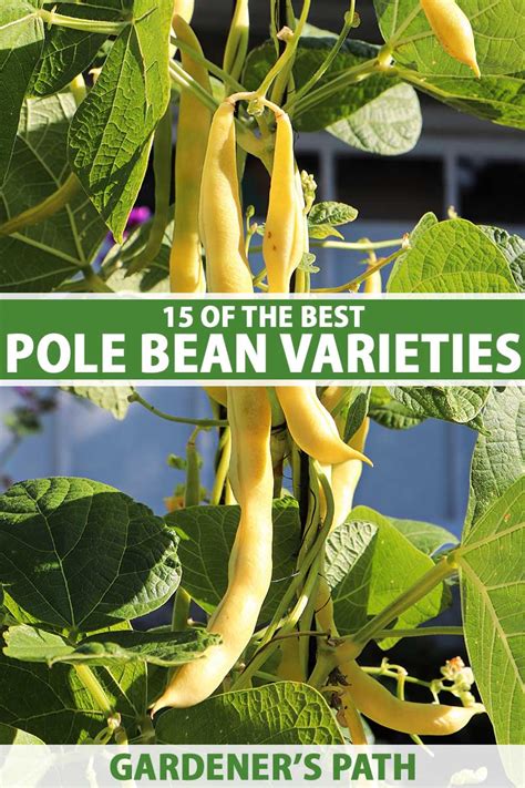 15 of the Best Types of Pole Beans | Gardener’s Path