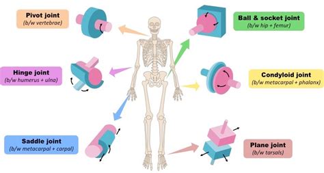 Synovial Joints 6 Types