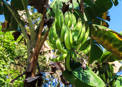 Plantain tree vs banana tree ???????? How are they truly different?