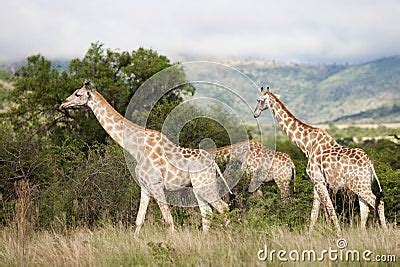 Giraffes In South Africa Stock Photography - Image: 18141882