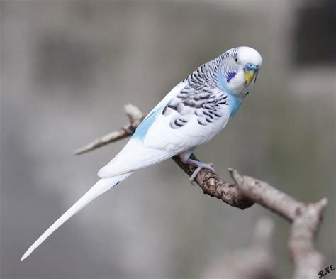 Are Budgies A Type Of Parrot - My Simple Pets