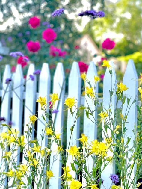 37 of the Best Perennial Cut Flowers for your Cutting Garden