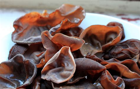 Jelly ear fungus | British Local Food - Guide to foraging wild edible plants