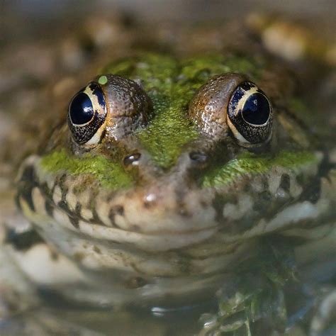 Marsh frog | This frog was partially submerged in shallow wa… | Flickr