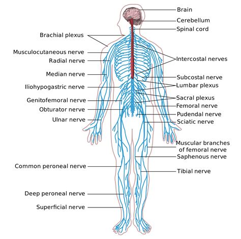 Peripheral Nerve Meeting 2024 - Drusi Gisella