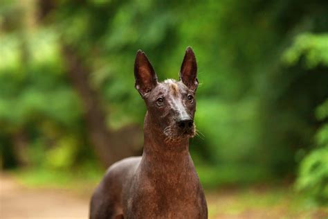 Xoloitzcuintli (Mexican Hairless): Characteristics & Care