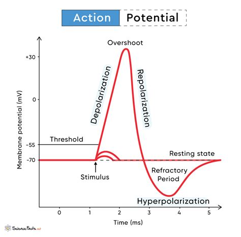 Action Potential Diagram Synapse