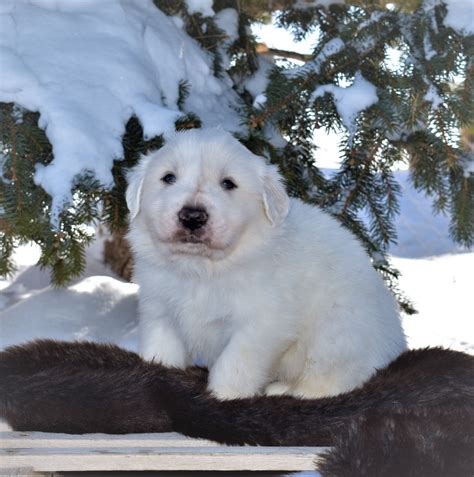 Great Pyrenees Puppies 4 Weeks Old