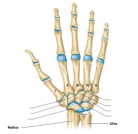 hand bones Diagram | Quizlet