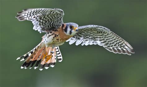 American Kestrel Full HD Wallpaper and Background Image | 2979x1778 | ID:380945