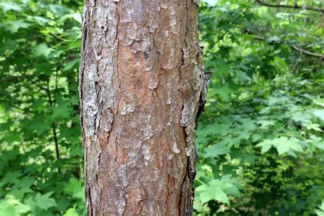 Virginia Pine Tree (Pinus virginiana) - Footsteps in the Forest