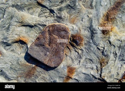 Carboniferous hi-res stock photography and images - Alamy