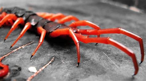 Thailand’s Monster Poisonous Centipede | Pattaya Unlimited | Centipede, Millipede, Bugs and insects