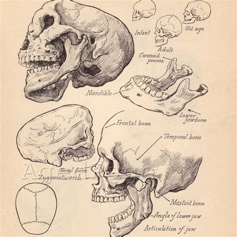 Vintage Anatomy Print, Antique Artistic Human Anatomy Chart, Book Illustrations, 1930s Prints to ...