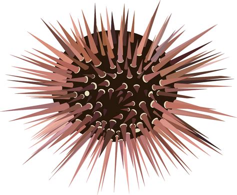 Sea Urchin Clip Art at Clker.com - vector clip art online, royalty free ...