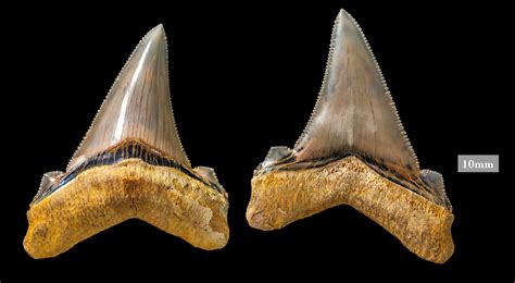 Shark Teeth Fossils