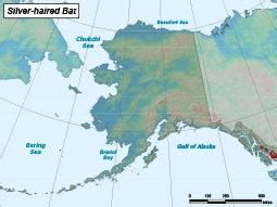 Silver-haired Bat Species Profile, Alaska Department of Fish and Game