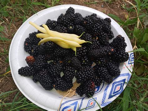 Another great berry harvest with a handful of beans : r/gardening