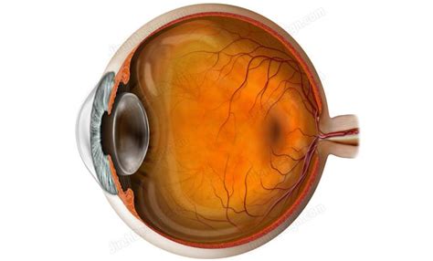 Eyeball cross-section anatomy illustration - #AN0005a - Stock eye images