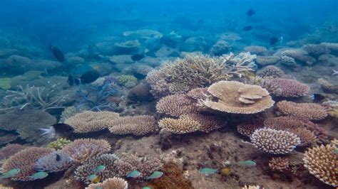 Coral cover's up, but critical risks remain in Reef recovery - Great Barrier Reef Foundation