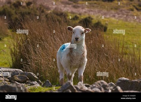 Welsh mountain lamb running free on common land Wales UK Stock Photo - Alamy