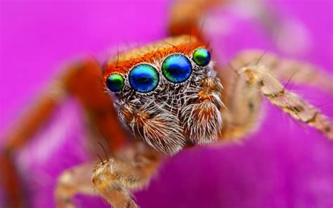 How Many Eyes Does a Spider Have? | Wonderopolis