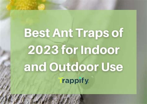 Best Ant Traps of 2023 for Indoor and Outdoor Use