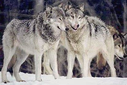 Canis Lupus Occidentalis Animals | Interesting Facts & Latest Pictures ...