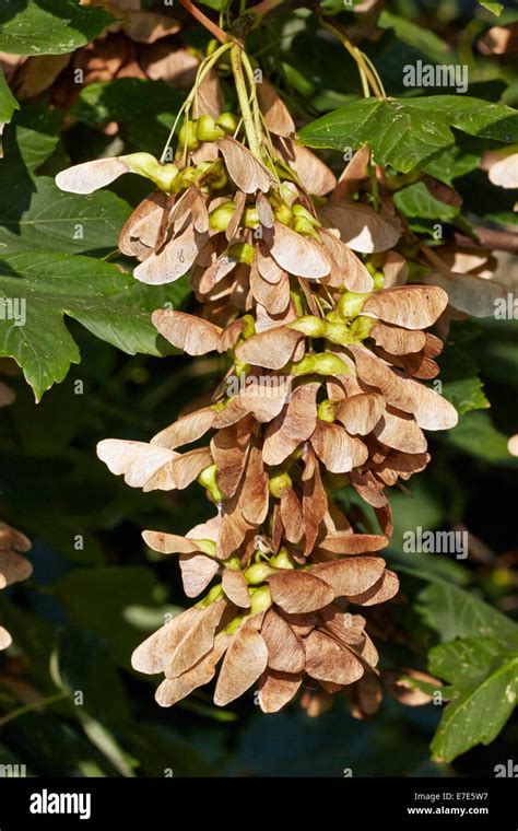 Seeds on a Sycamore tree. Hurst Meadows, West Molesey, Surrey, England ...