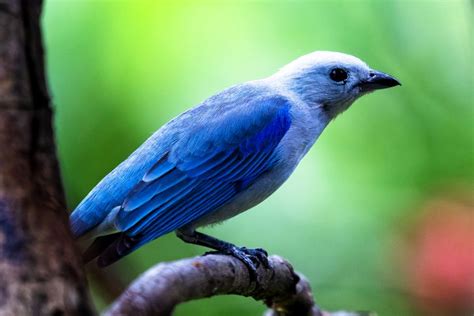 From Scarlet to Glistening-Green: Meet the Birds Whose Names Do Them ...