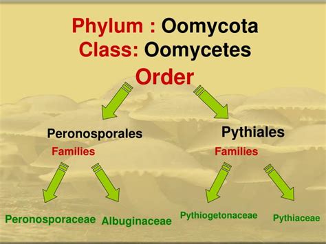 PPT - Phylum : Oomycota Class: Oomycetes PowerPoint Presentation, free ...