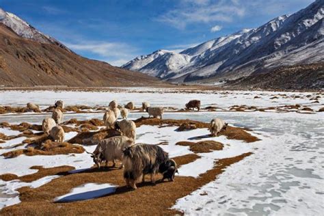 Wildlife in Leh Ladakh, Wildlife Sanctuary, National Park - Swan Tours