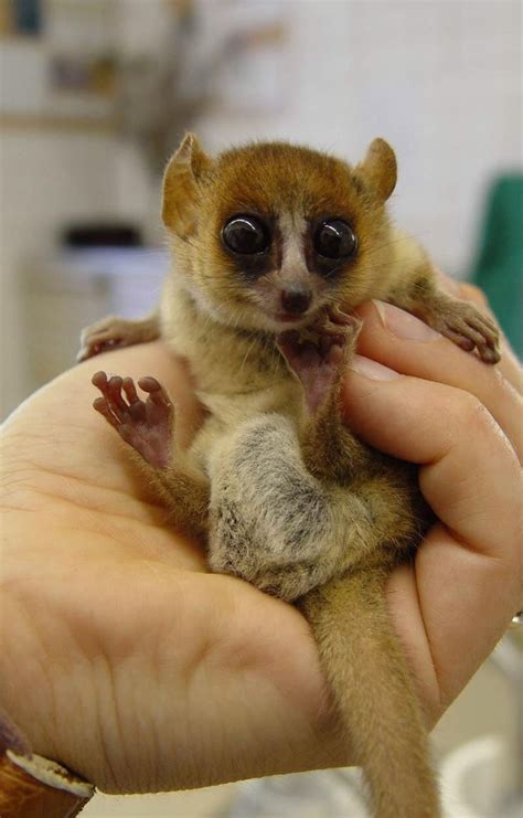 Madame Berthe's Mouse Lemur http://ift.tt/2qOZtqH | Cute animals, Baby ...