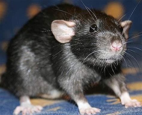 Black Rat - Cruise Ship Traveler - FactZoo.com