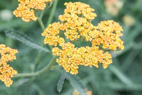 How to Grow and Care for Yarrow Plants