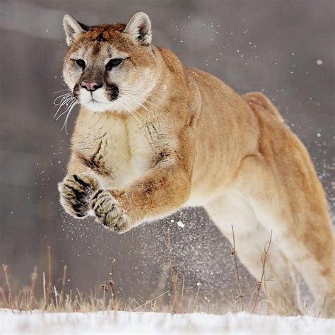 A beautiful puma at hunting - Wild animal wallpaper