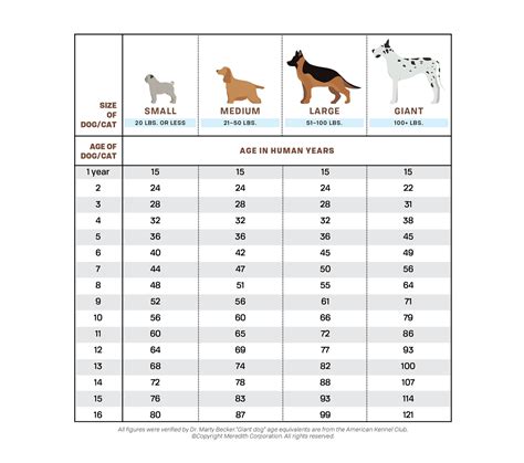 How to Calculate Your Dog's Age in Human Years